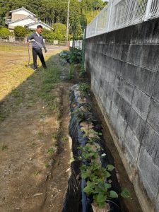 毎日水やり