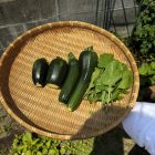 収穫🥬