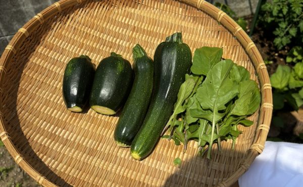 収穫🥬
